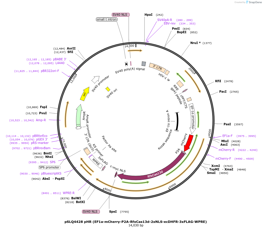 214885-plasmid-map-sequence-id-429091