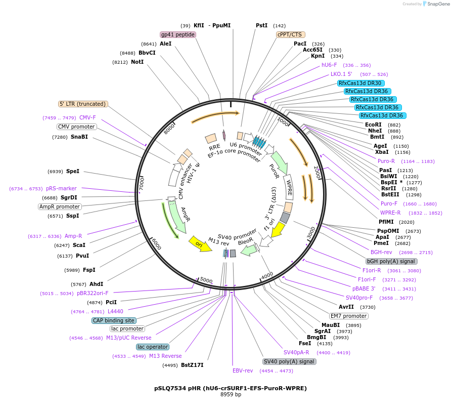 214878-plasmid-map-sequence-id-429092