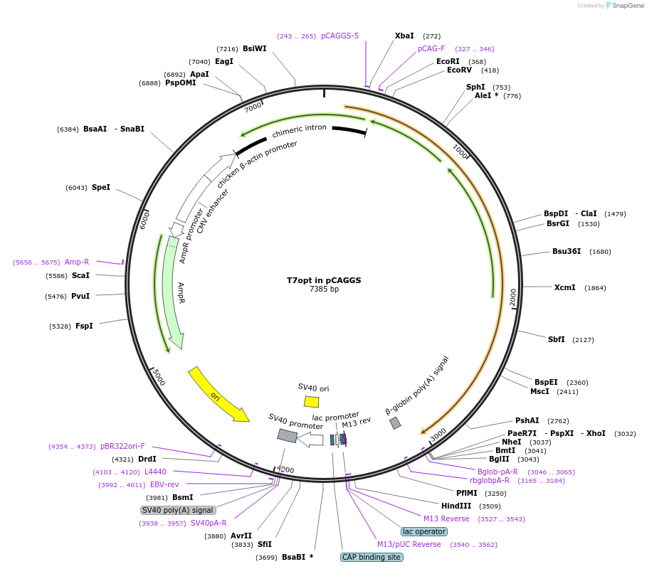 65974-plasmid-map-sequence-id-429094