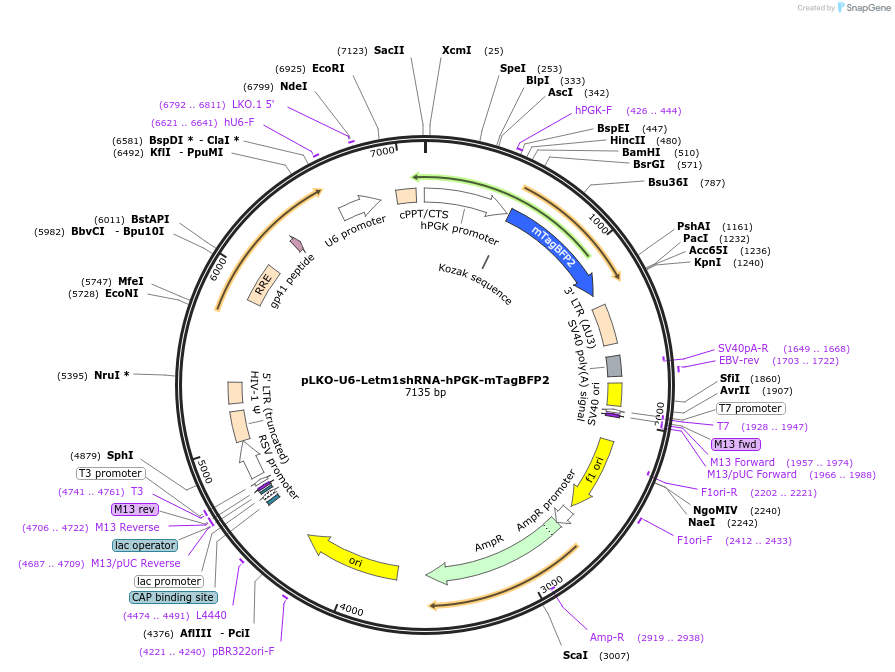 215363-plasmid-map-sequence-id-429103