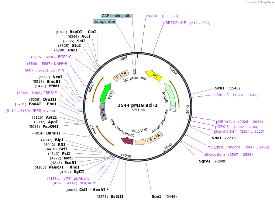 8793-plasmid-map-sequence-id-429104