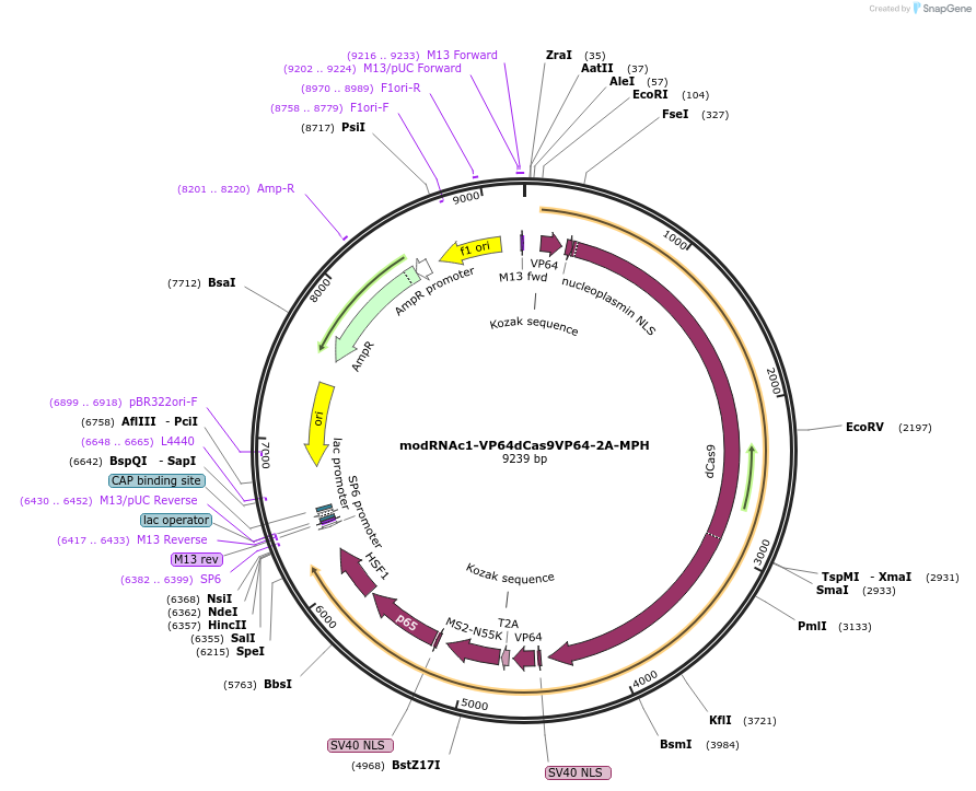 216388-plasmid-map-sequence-id-429106