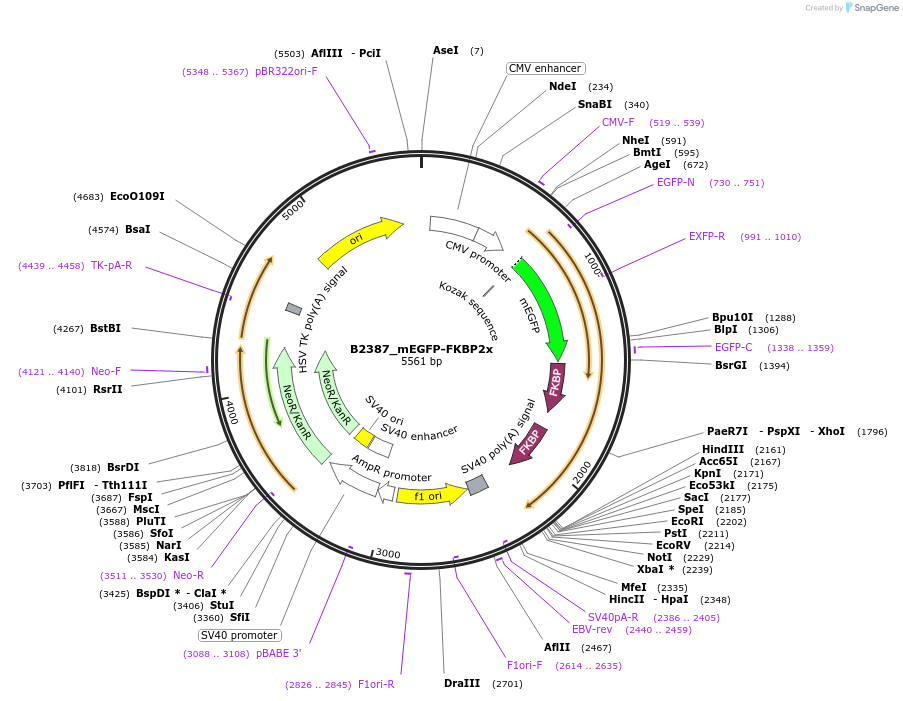 216216-plasmid-map-sequence-id-429116