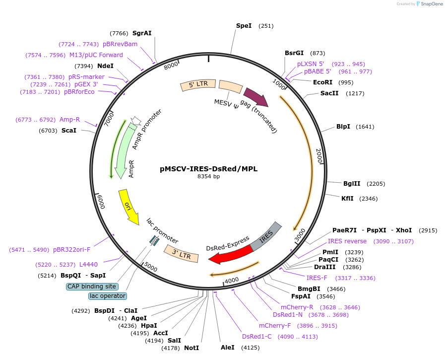 214793-plasmid-map-sequence-id-429123