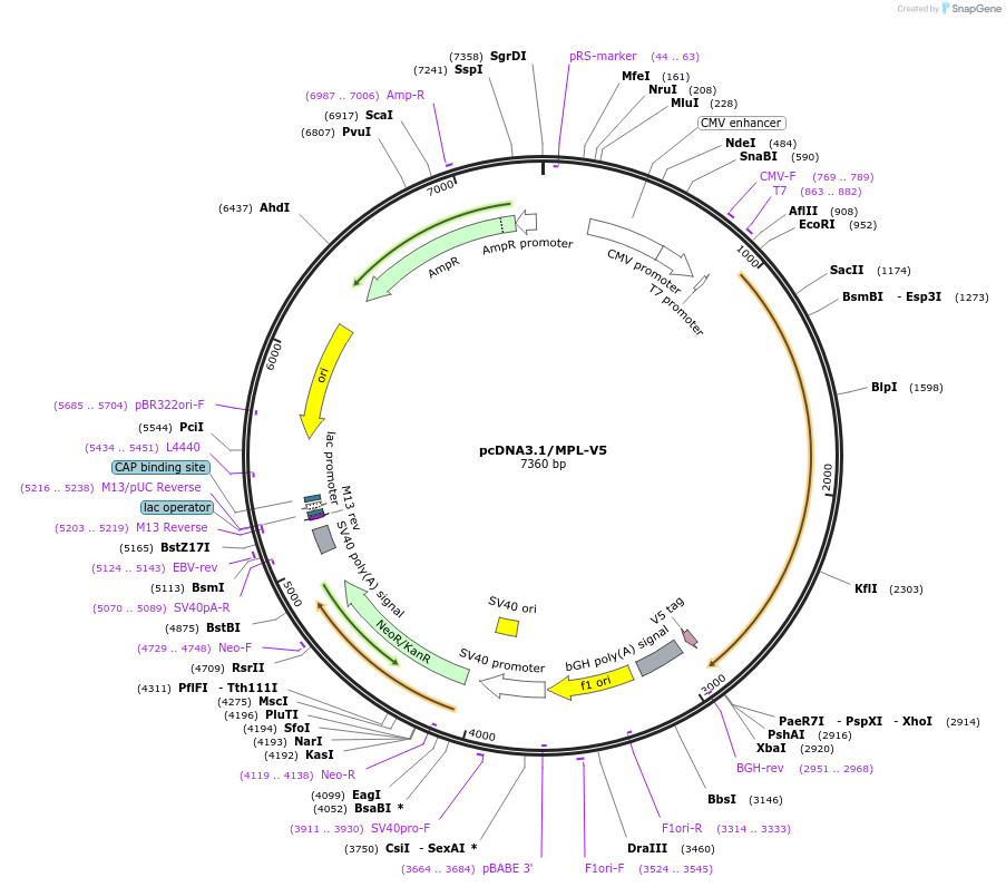 214794-plasmid-map-sequence-id-429125