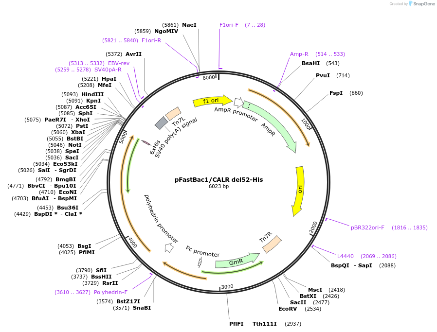 214795-plasmid-map-sequence-id-429128