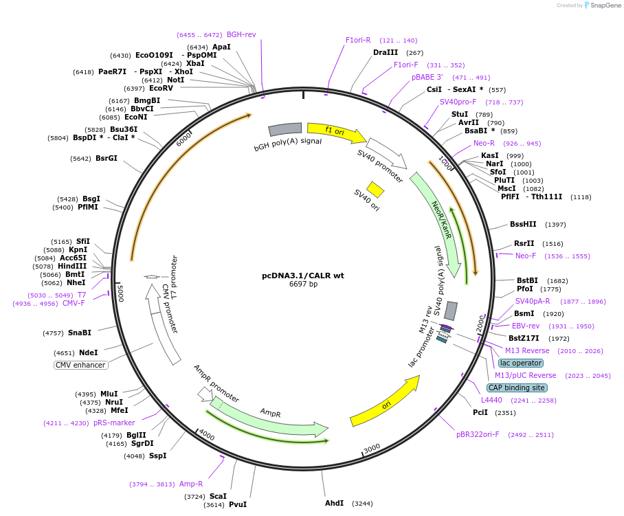 214797-plasmid-map-sequence-id-429135