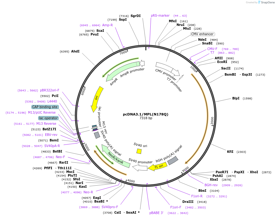 214801-plasmid-map-sequence-id-429143