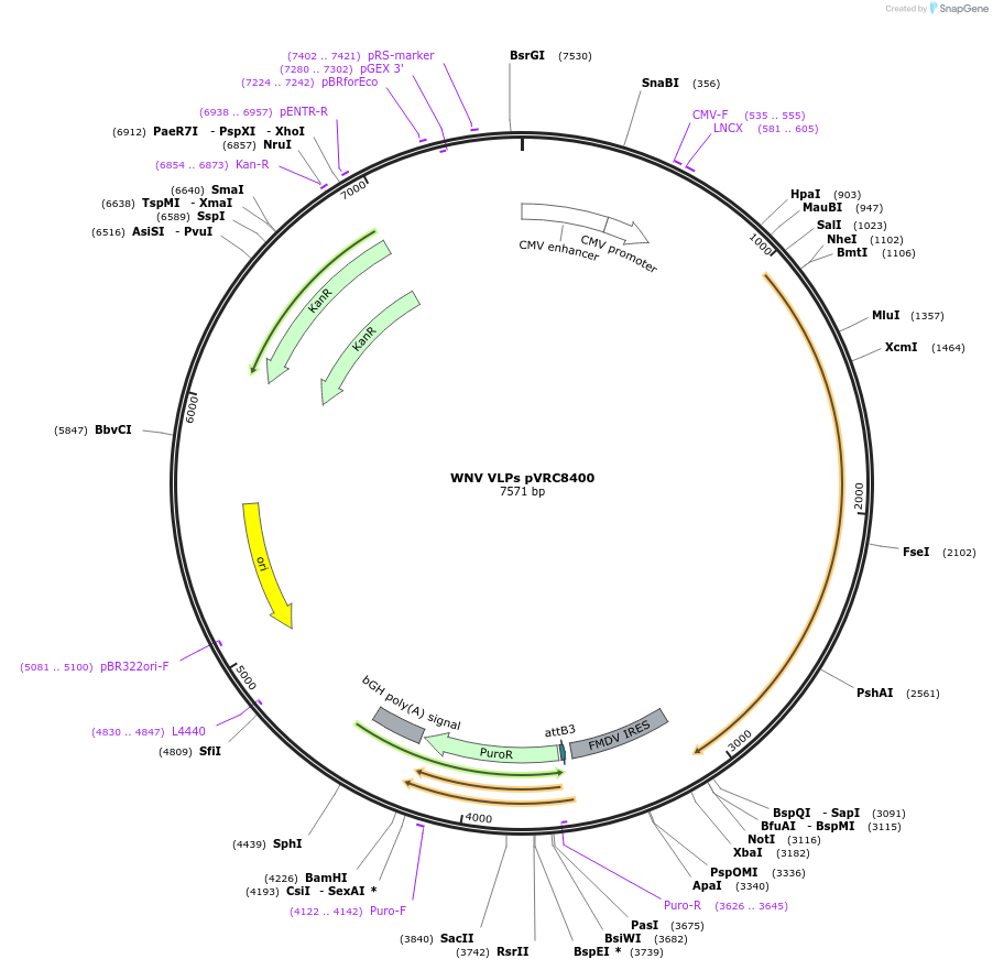 63160-plasmid-map-sequence-id-429146