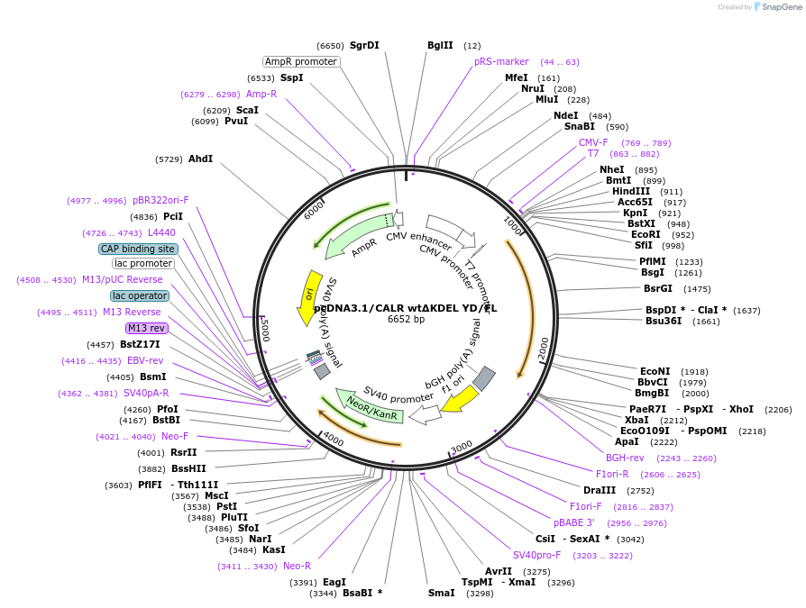 214805-plasmid-map-sequence-id-429150
