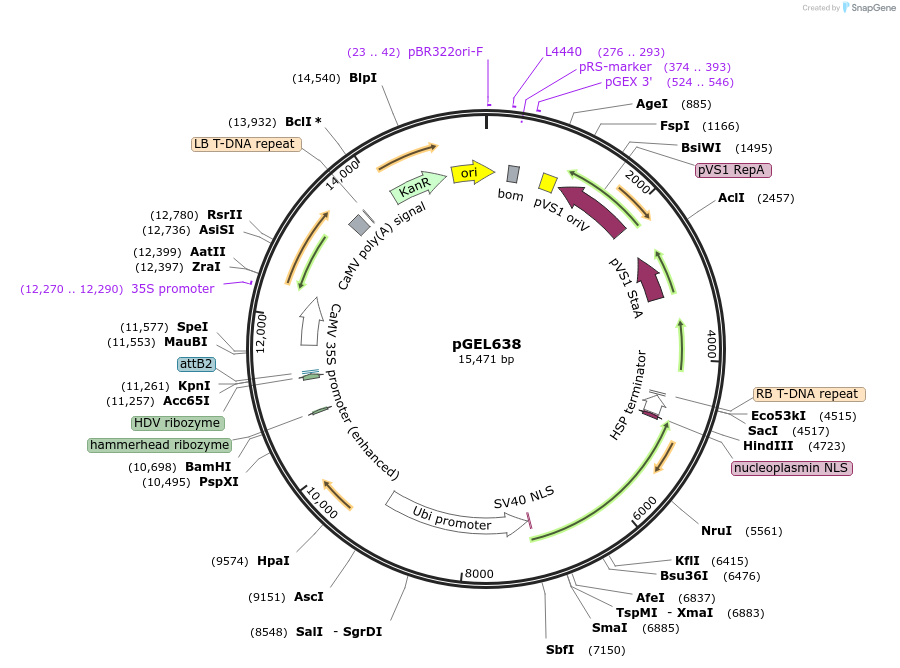 189831-plasmid-map-sequence-id-429159