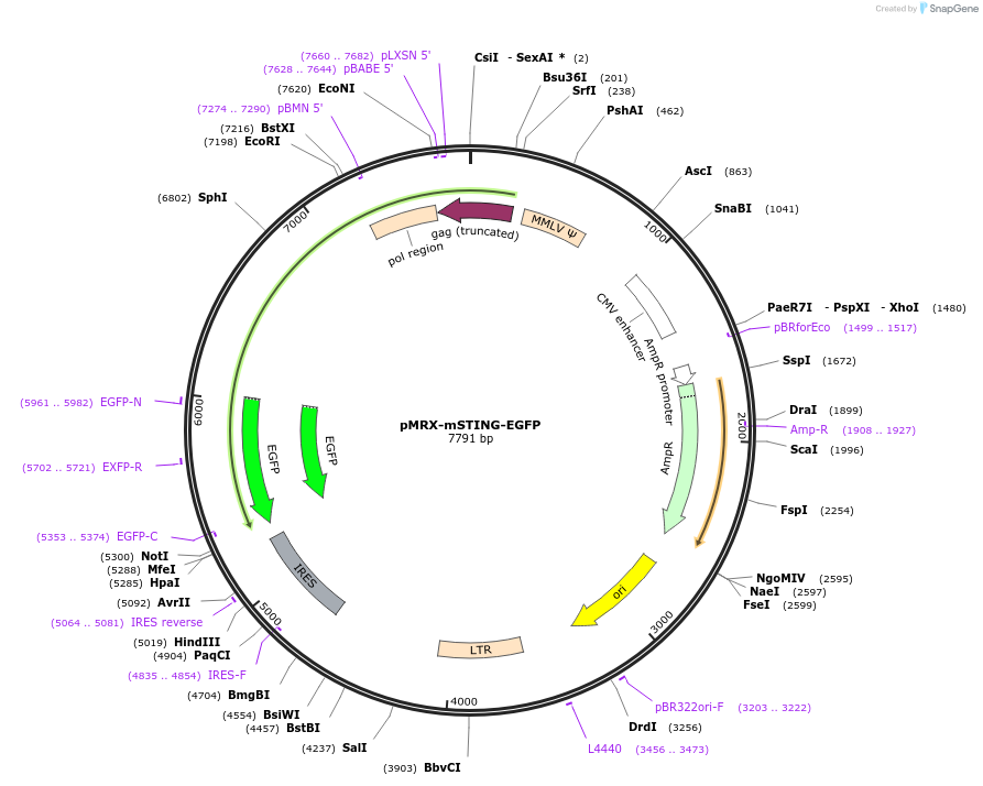 214148-plasmid-map-sequence-id-429171