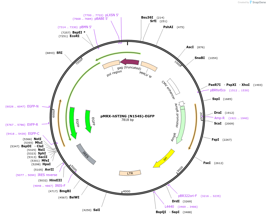 214150-plasmid-map-sequence-id-429174