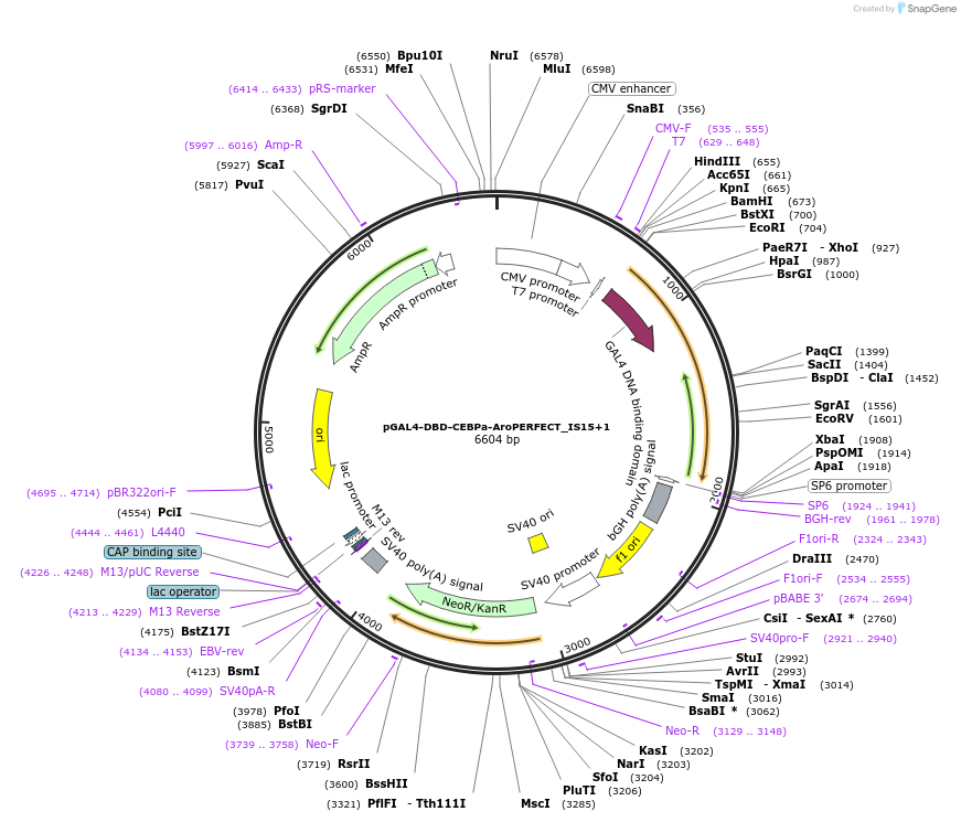 215604-plasmid-map-sequence-id-429184