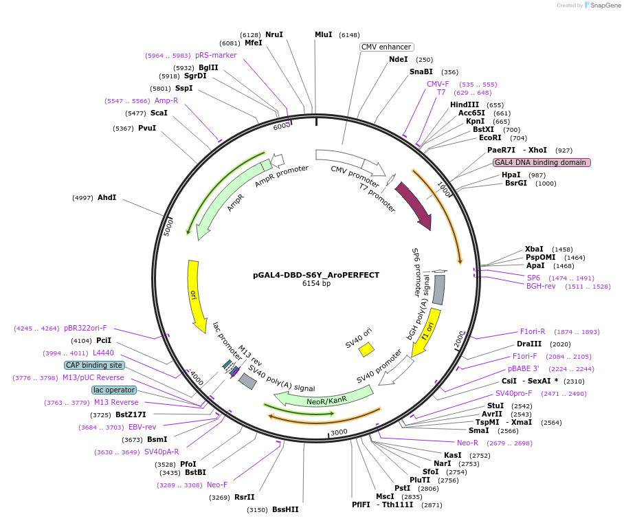 215631-plasmid-map-sequence-id-429189