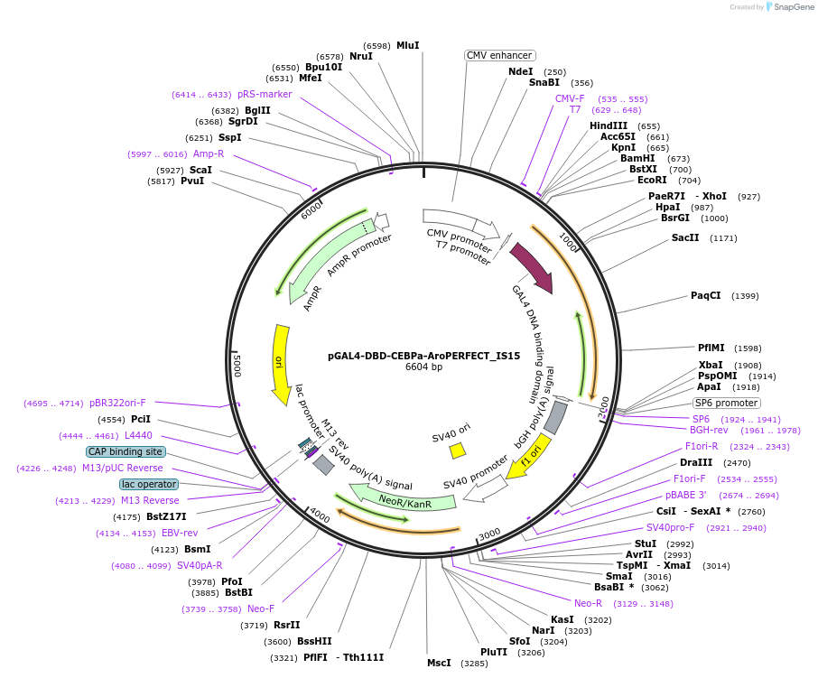 215603-plasmid-map-sequence-id-429190