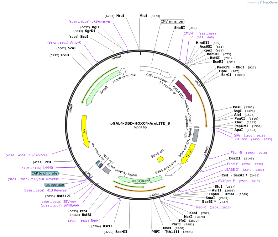215587-plasmid-map-sequence-id-429191