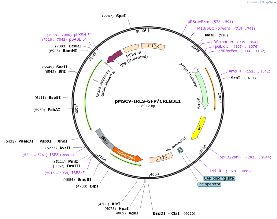 214767-plasmid-map-sequence-id-429197