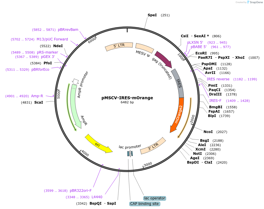 214807-plasmid-map-sequence-id-429204