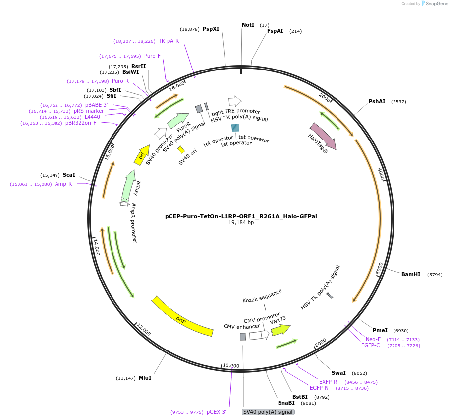 202569-plasmid-map-sequence-id-429223