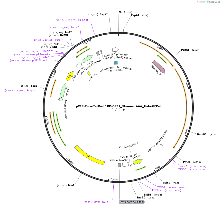 202571-plasmid-map-sequence-id-429226