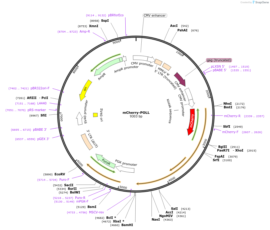 215141-plasmid-map-sequence-id-429254