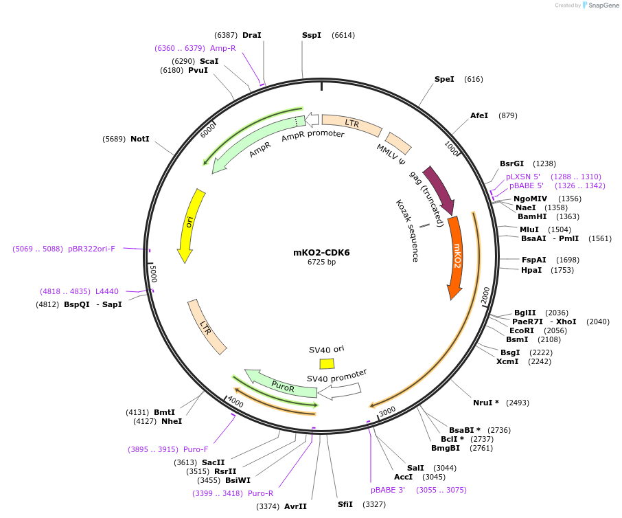 215066-plasmid-map-sequence-id-429256