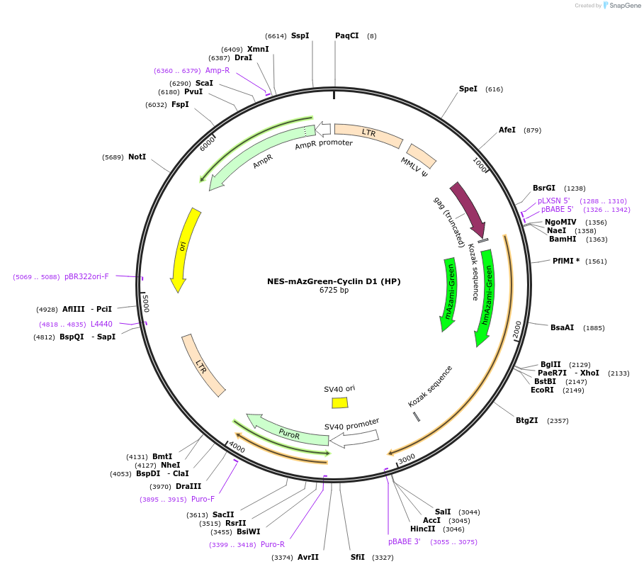 215070-plasmid-map-sequence-id-429257