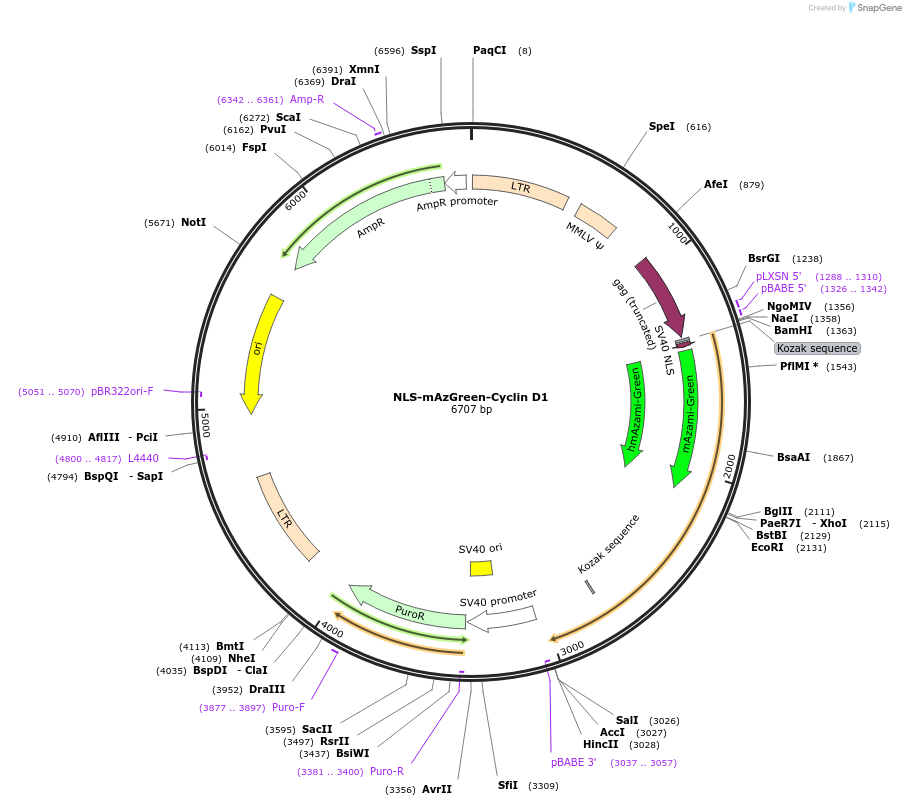 215071-plasmid-map-sequence-id-429258