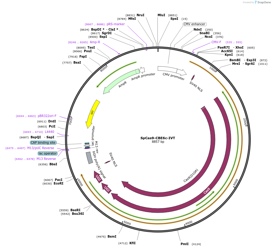 215835-plasmid-map-sequence-id-429259