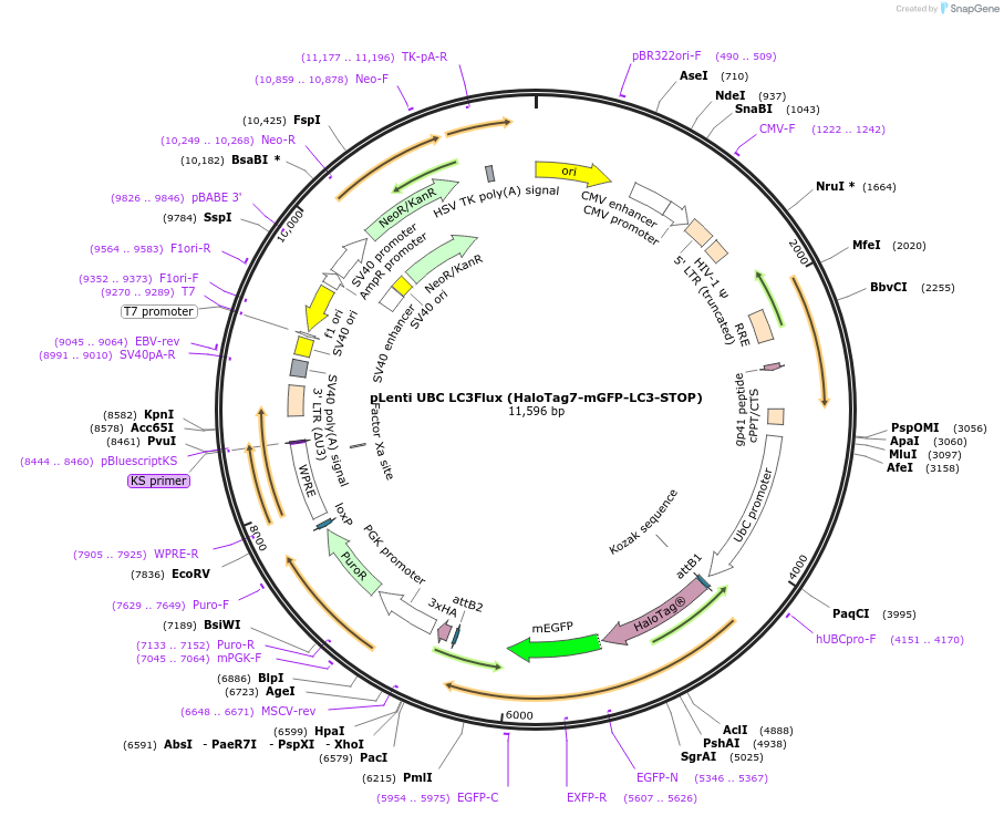 215014-plasmid-map-sequence-id-429267