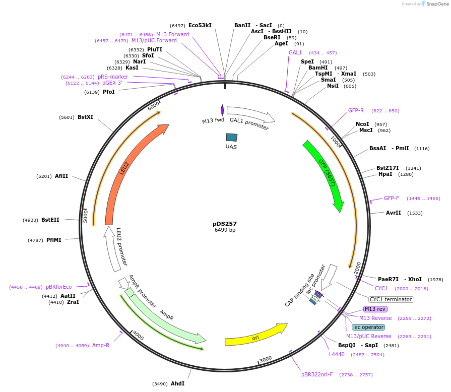 34971-plasmid-map-sequence-id-42927