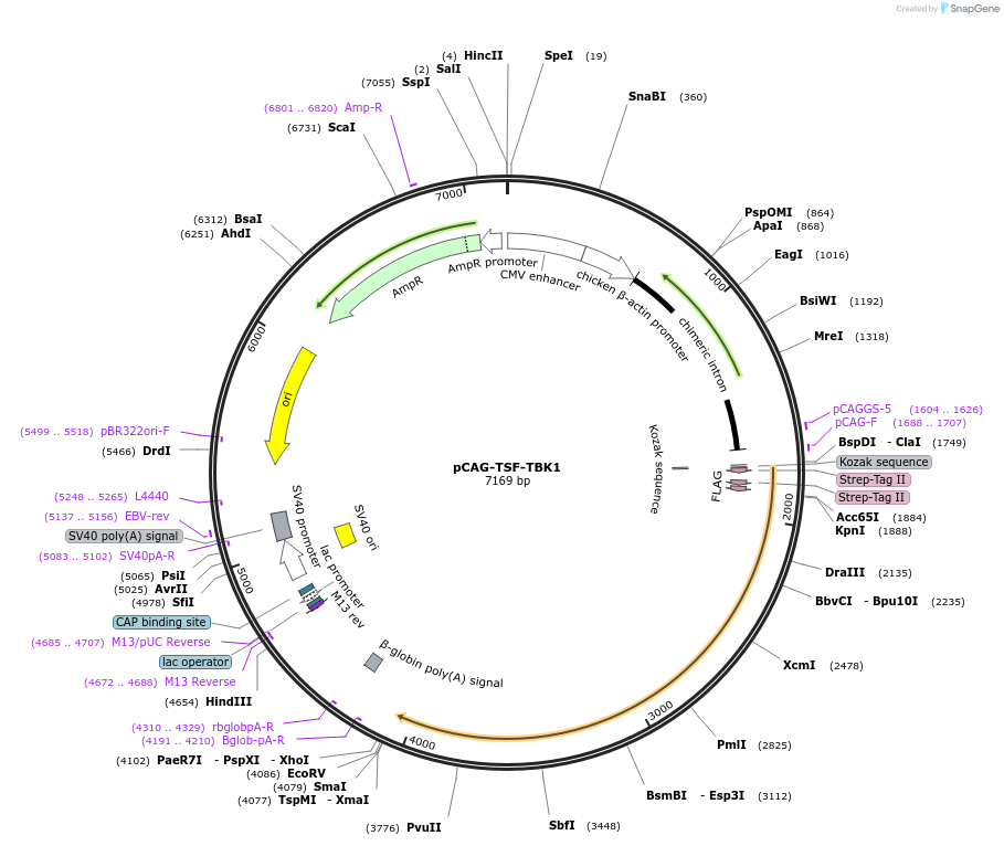 216709-plasmid-map-sequence-id-429271