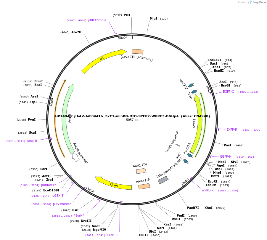 214867-plasmid-map-sequence-id-429272