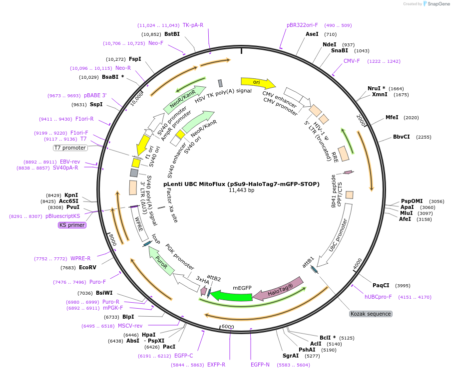 215010-plasmid-map-sequence-id-429275