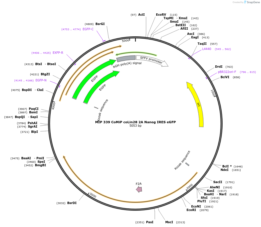 63729-plasmid-map-sequence-id-429278