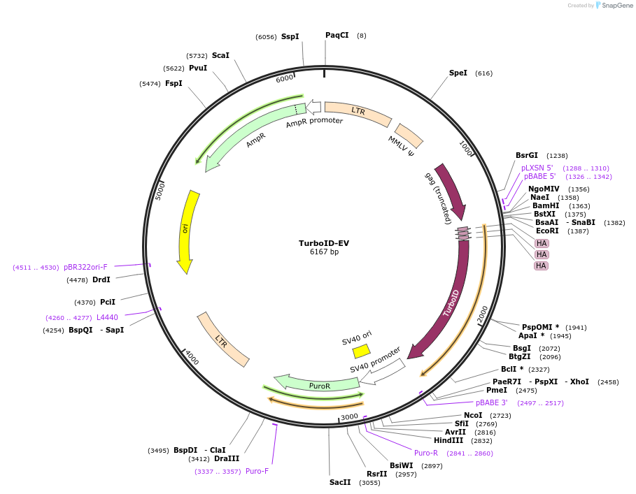 215085-plasmid-map-sequence-id-429284