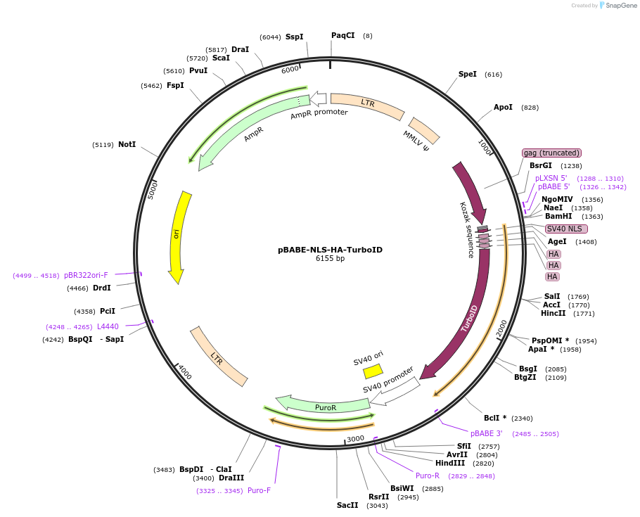 215073-plasmid-map-sequence-id-429287