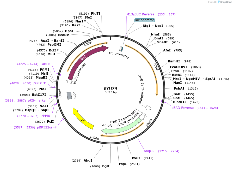 217382-plasmid-map-sequence-id-429300