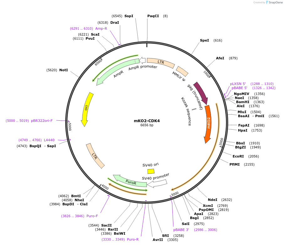 215065-plasmid-map-sequence-id-429302