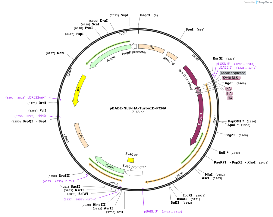215074-plasmid-map-sequence-id-429305