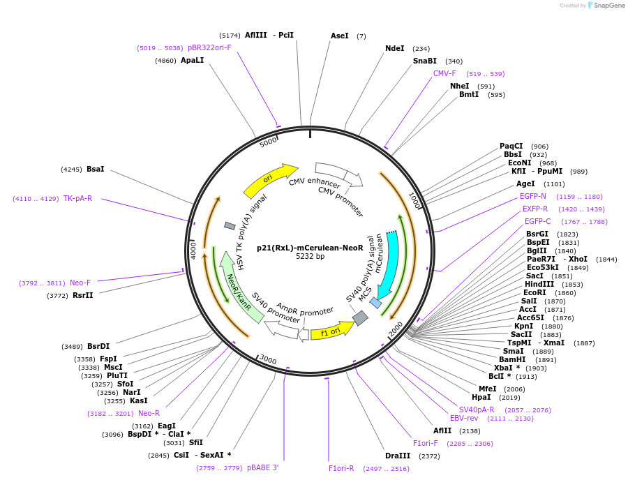 215081-plasmid-map-sequence-id-429308