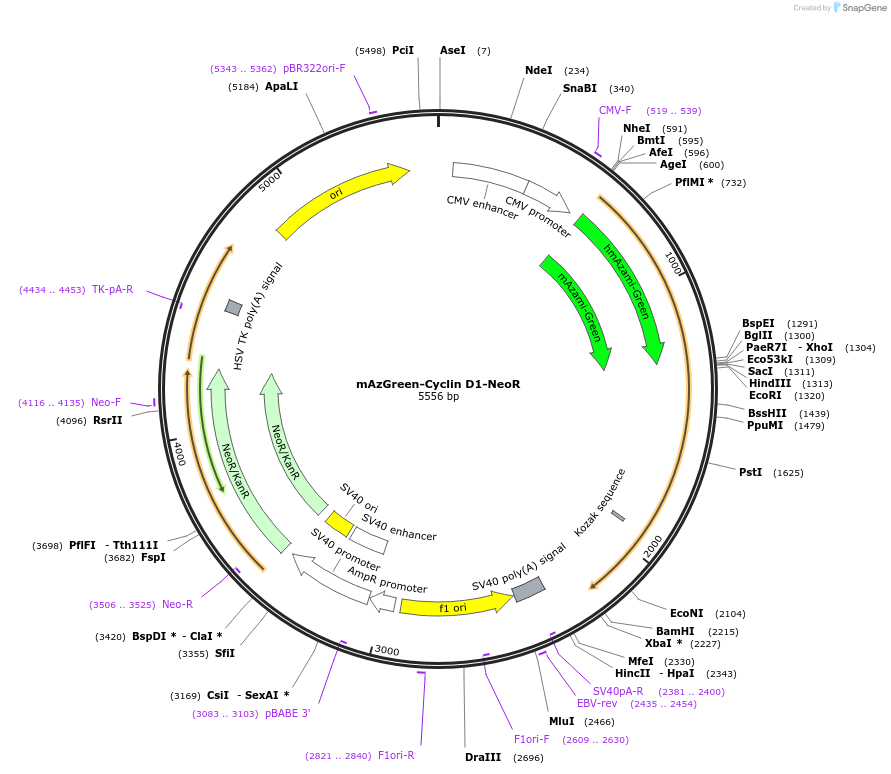 215060-plasmid-map-sequence-id-429309