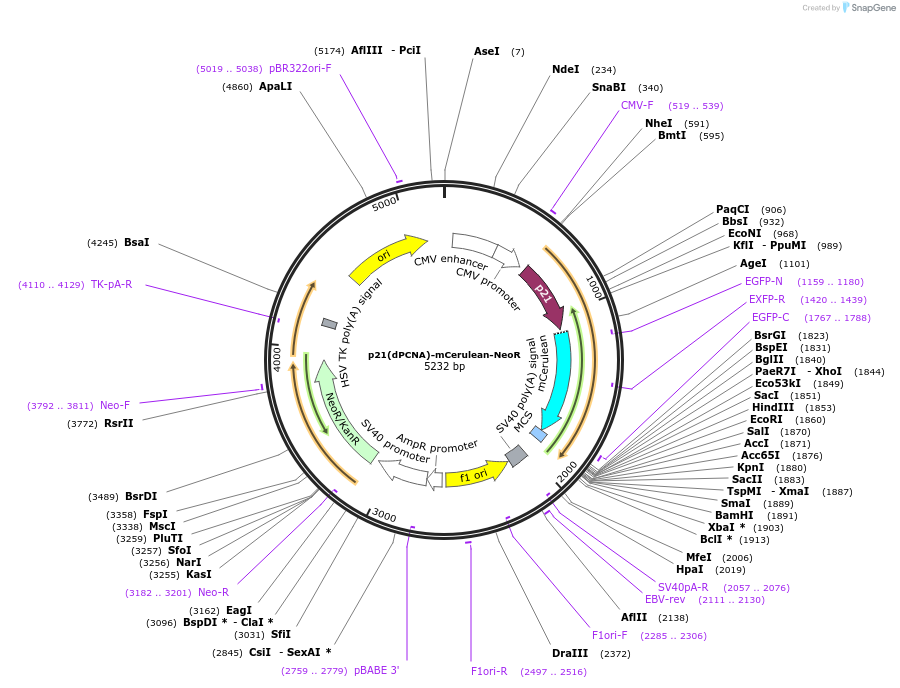 215082-plasmid-map-sequence-id-429310