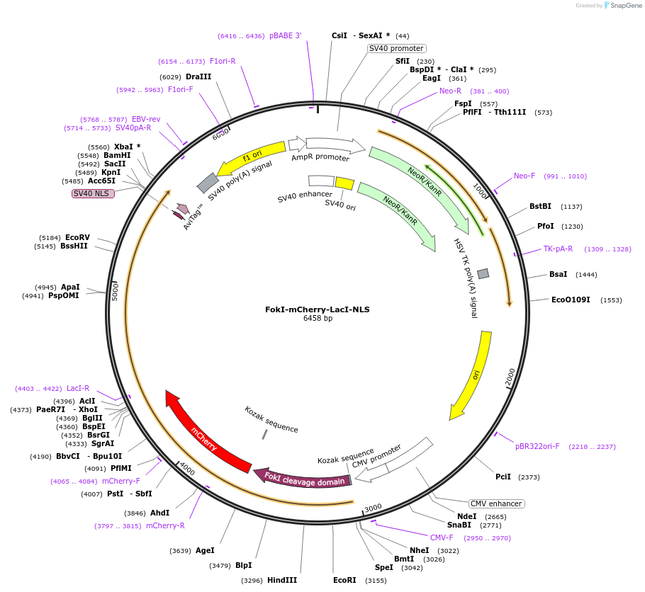 215096-plasmid-map-sequence-id-429318