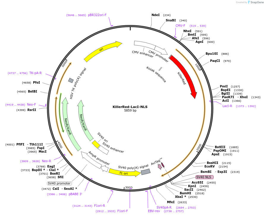 215102-plasmid-map-sequence-id-429320