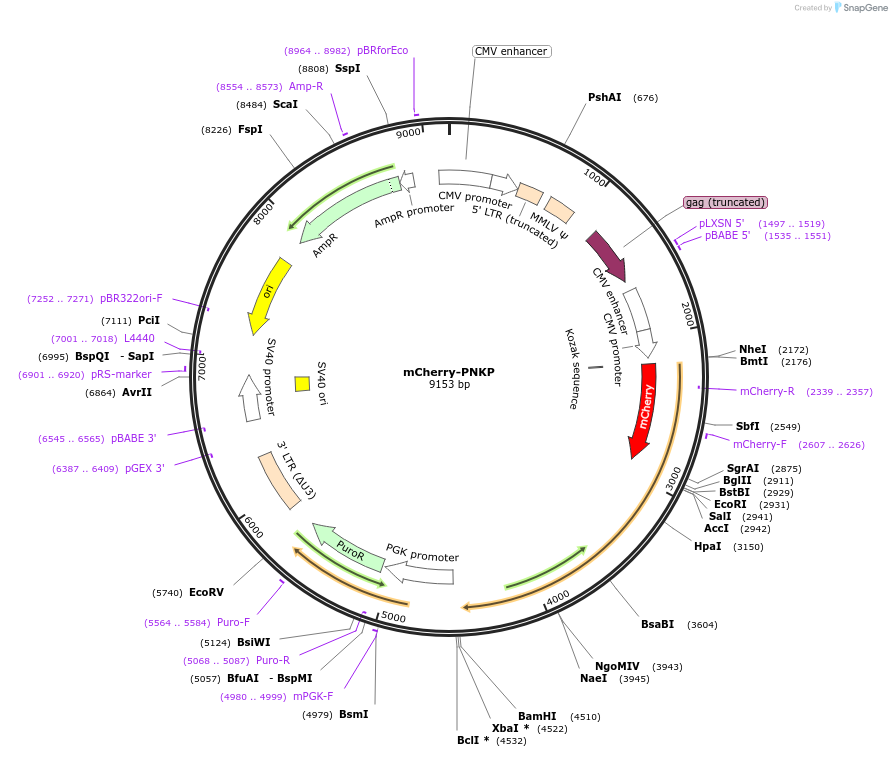 215137-plasmid-map-sequence-id-429325
