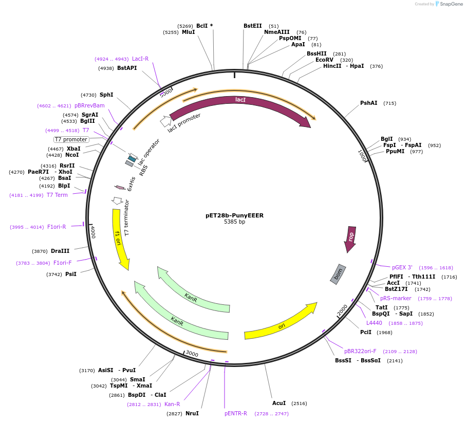 208322-plasmid-map-sequence-id-429334