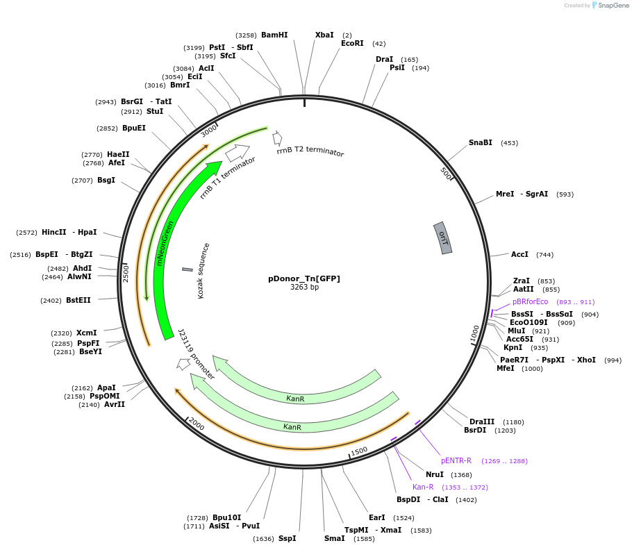 213903-plasmid-map-sequence-id-429337