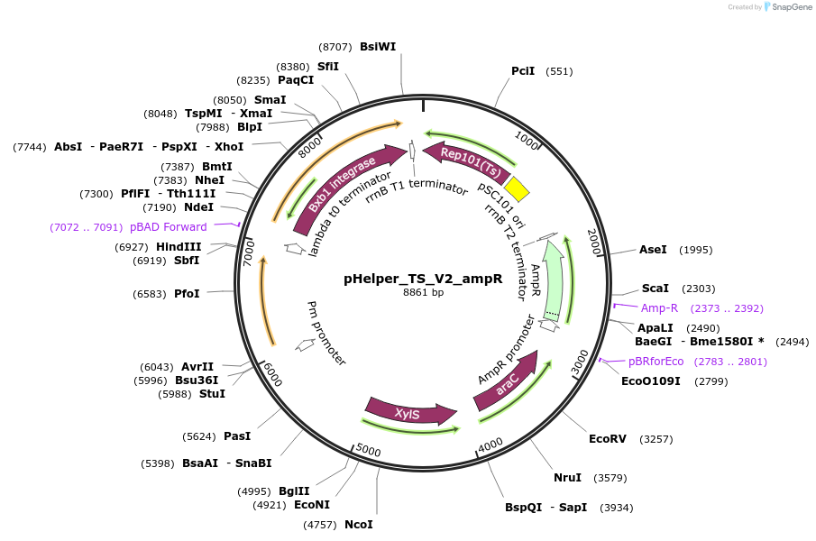 214467-plasmid-map-sequence-id-429338